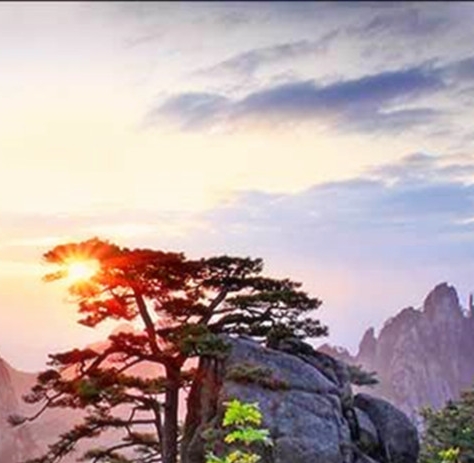 养黄狗好还是黑狗好