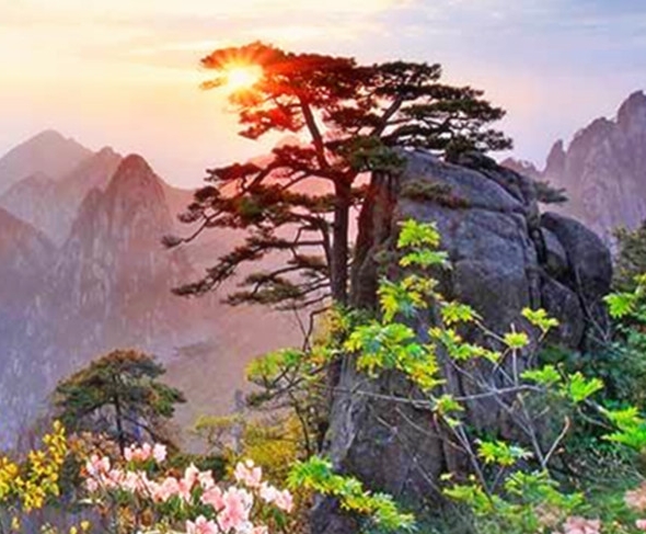 大门口前能种竹子吗