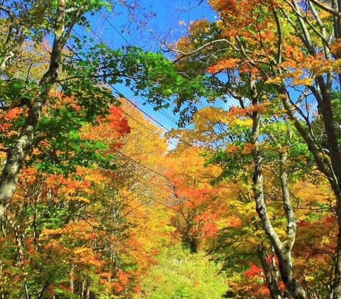 武夷山是哪里的